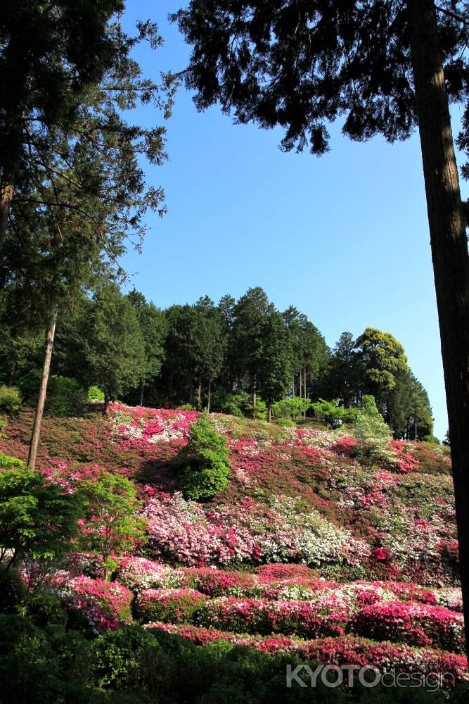 三室戸寺のツツジ18
