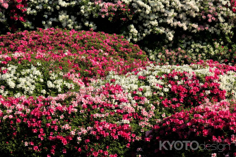 三室戸寺のツツジ19