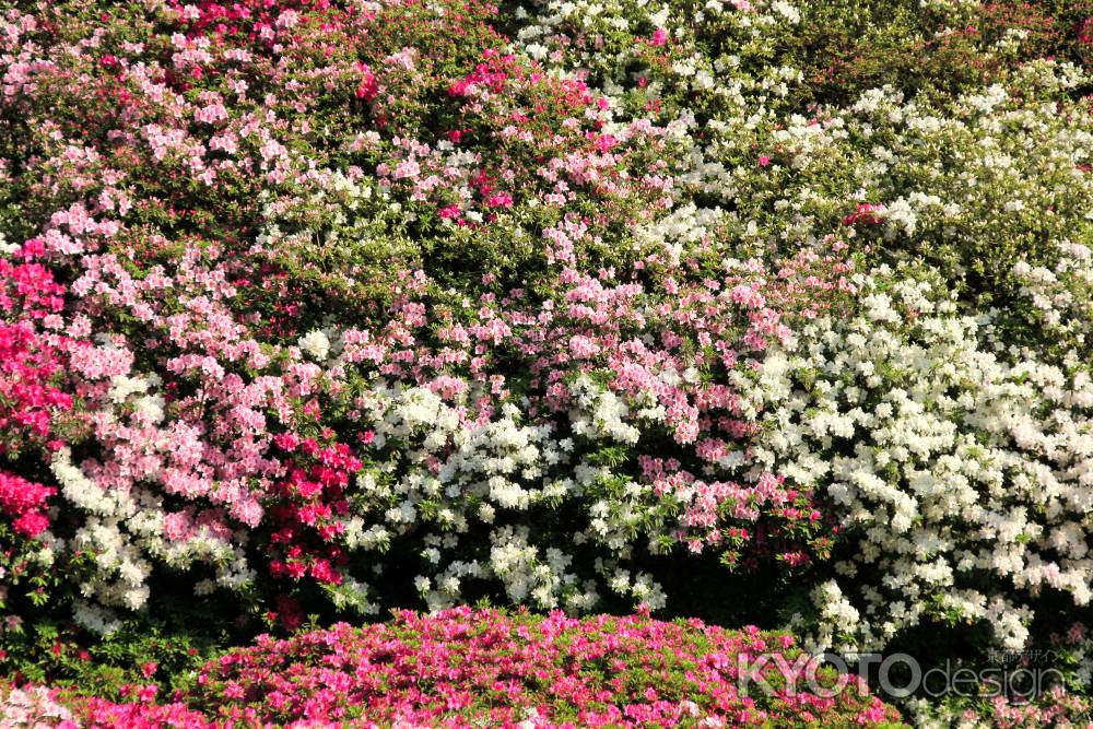 三室戸寺のツツジ20
