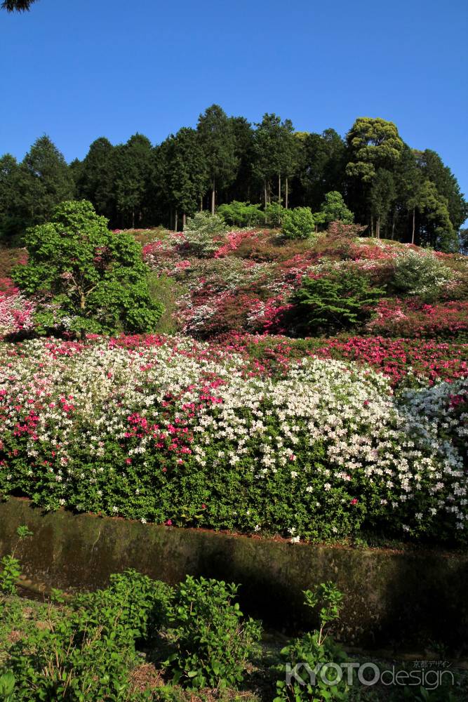 三室戸寺のツツジ21