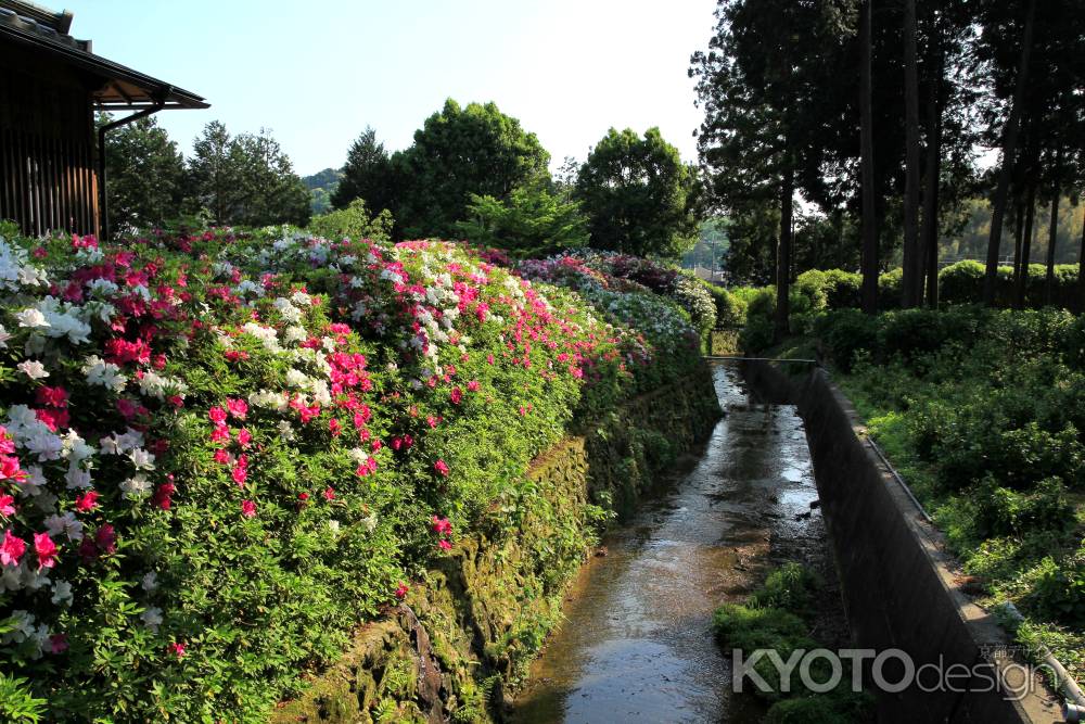 三室戸寺のツツジ22