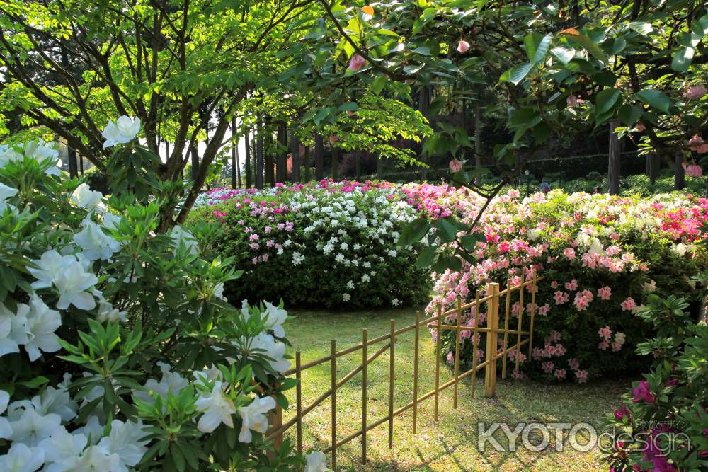 三室戸寺のツツジ23