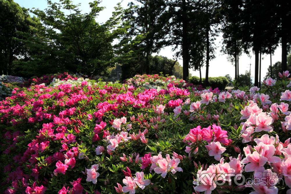 三室戸寺のツツジ24