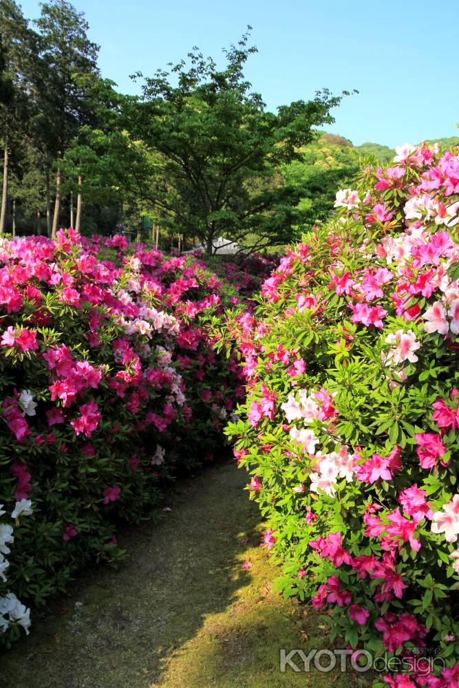 三室戸寺のツツジ25