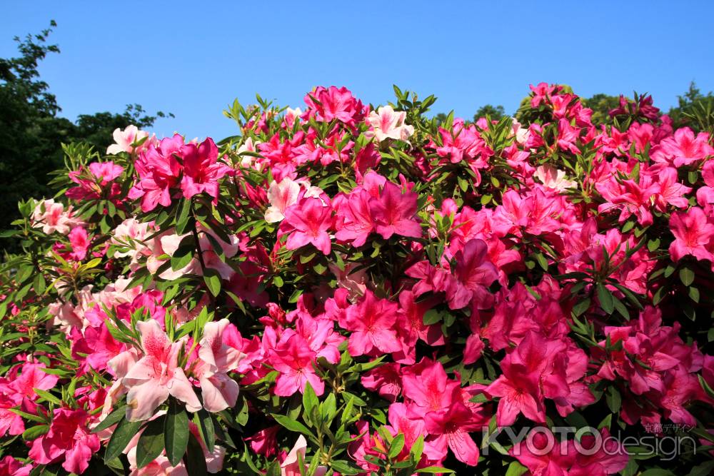 三室戸寺のツツジ26