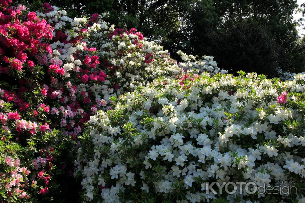 三室戸寺のツツジ27