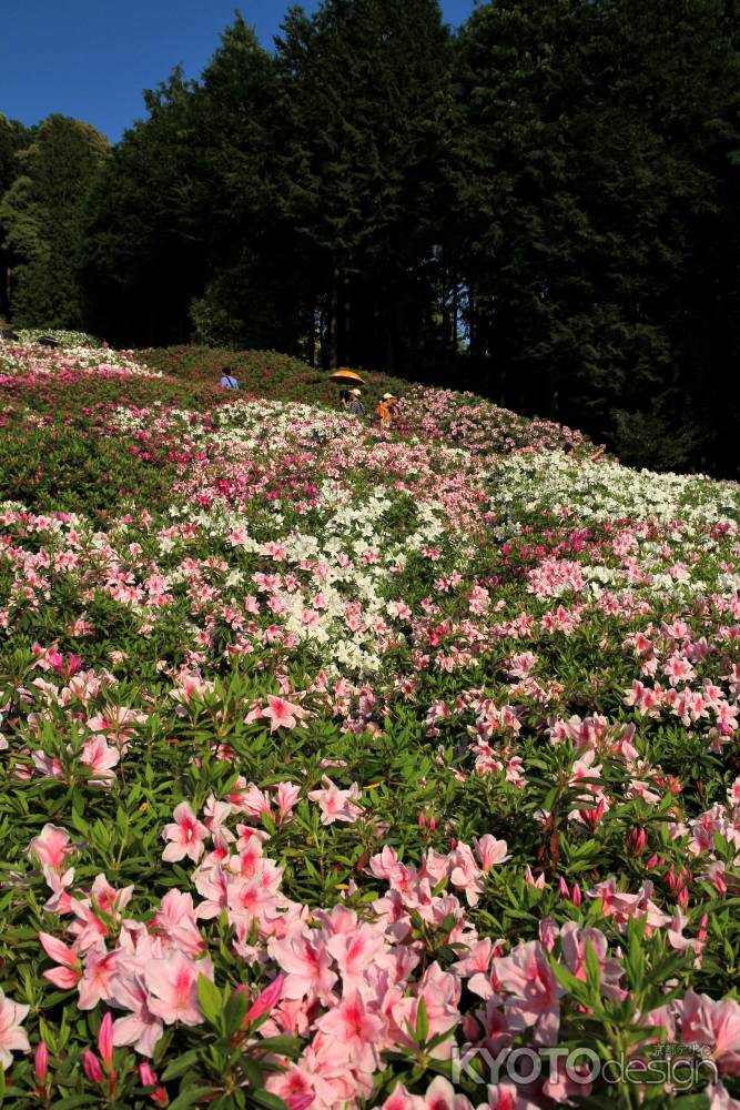 三室戸寺のツツジ28