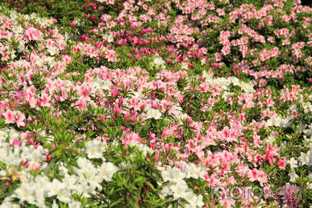 三室戸寺のツツジ29