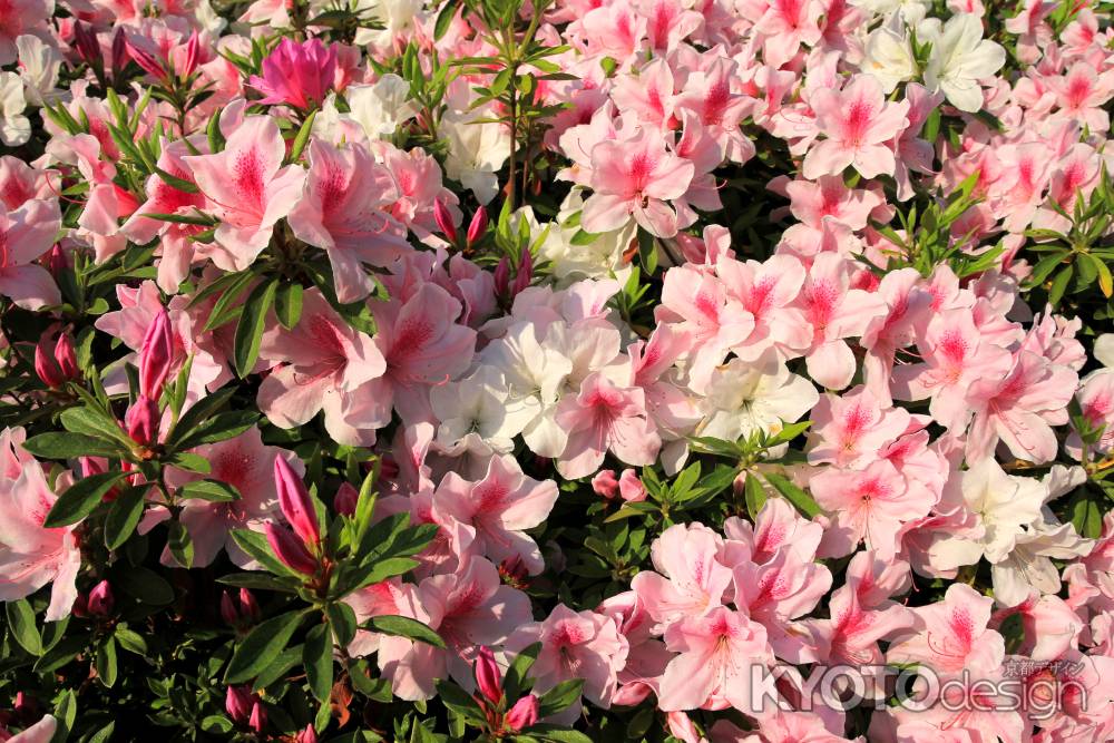 三室戸寺のツツジ30