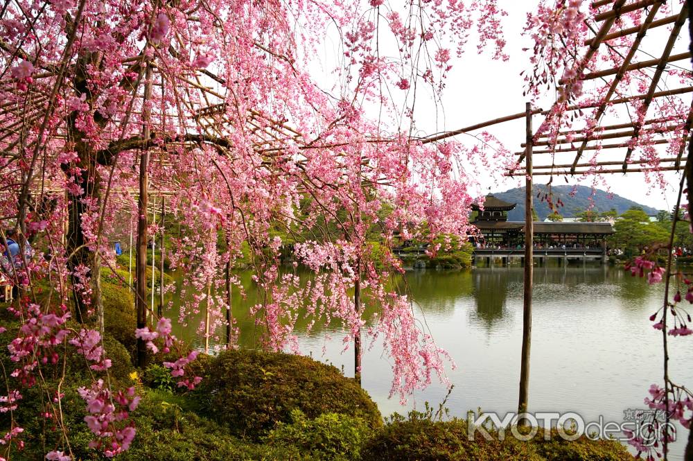 平安神宮の桜12