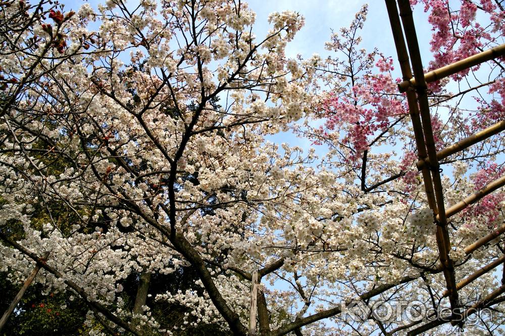 平安神宮の桜13