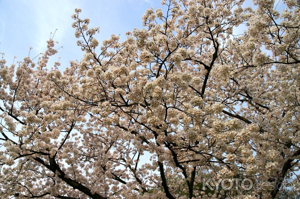 平安神宮の桜14