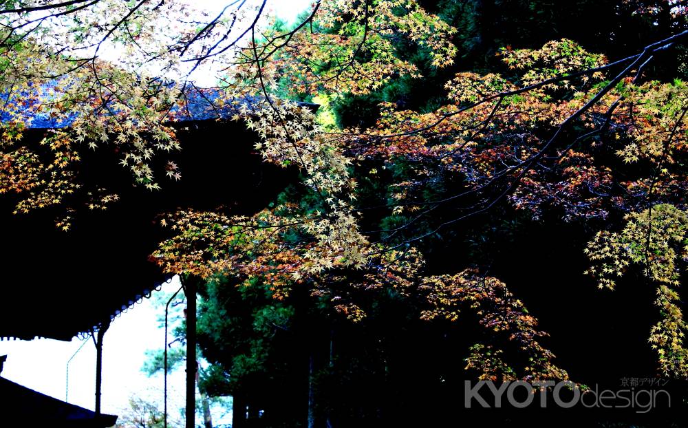 霊明殿のもみじ-01