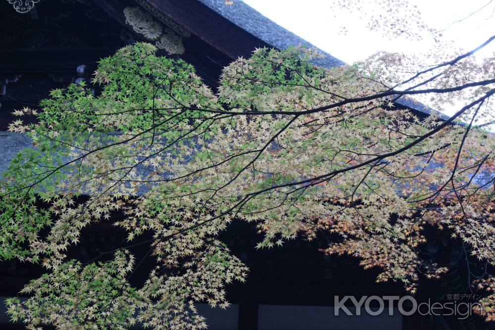 霊明殿のもみじ-02