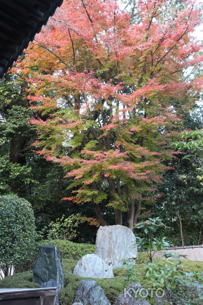 泉涌寺の紅葉
