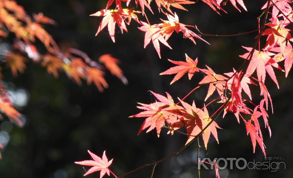 宇治大吉山麓にて-01