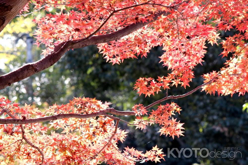 宇治大吉山麓にて-02