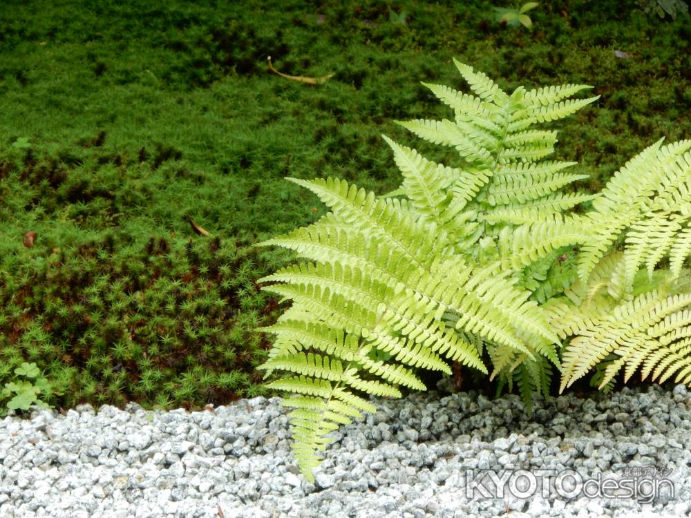 圓徳院・南庭にて