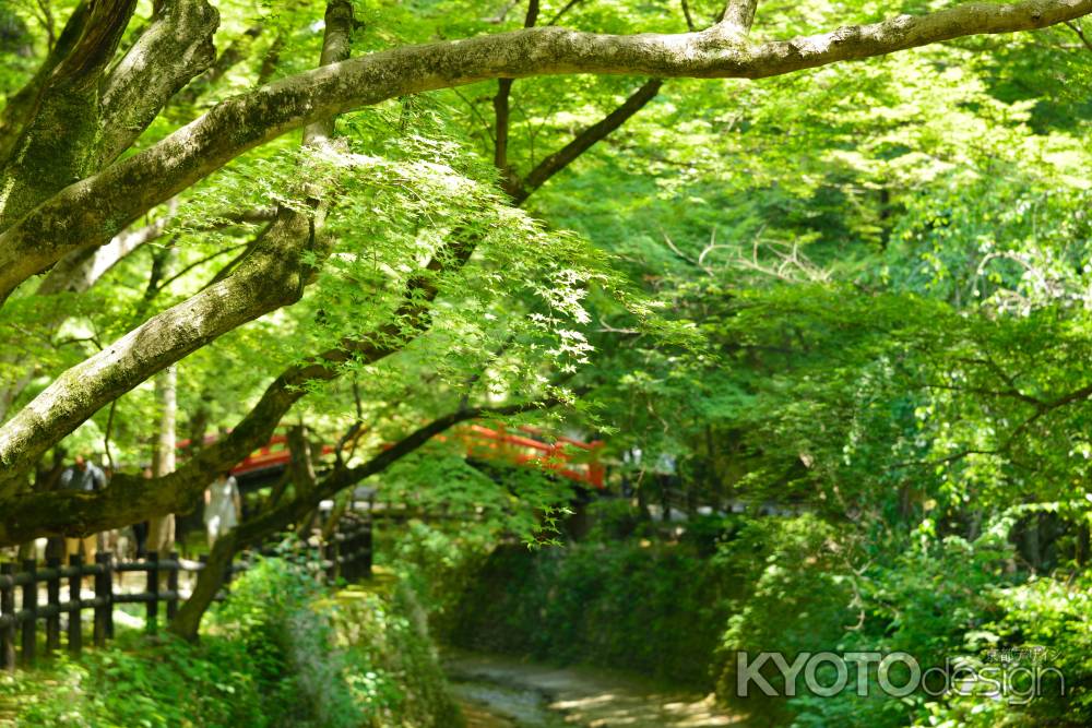 御土居の青紅葉