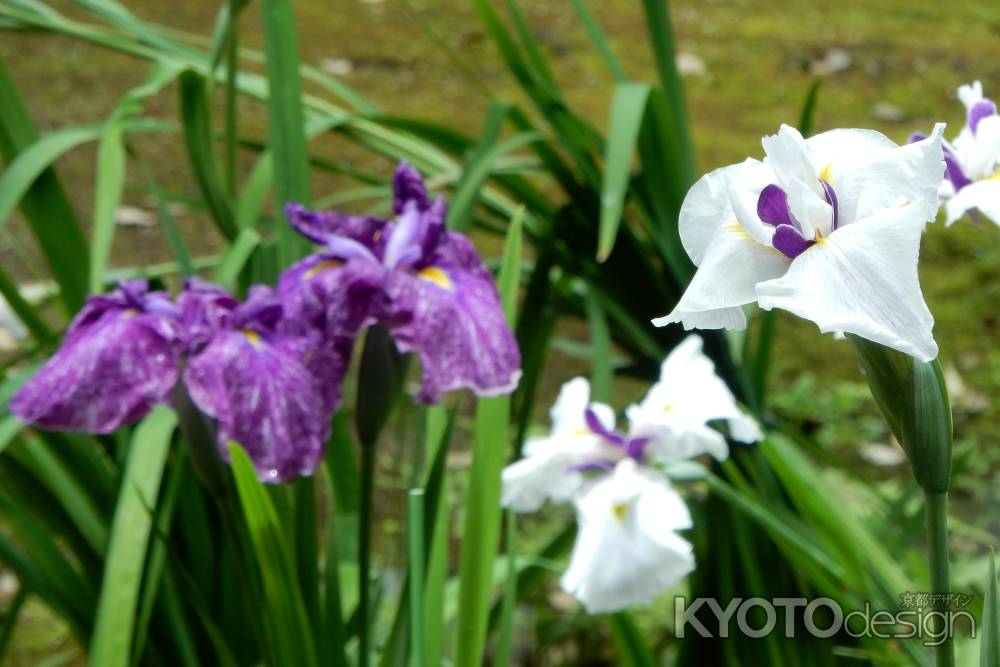 上賀茂の花菖蒲