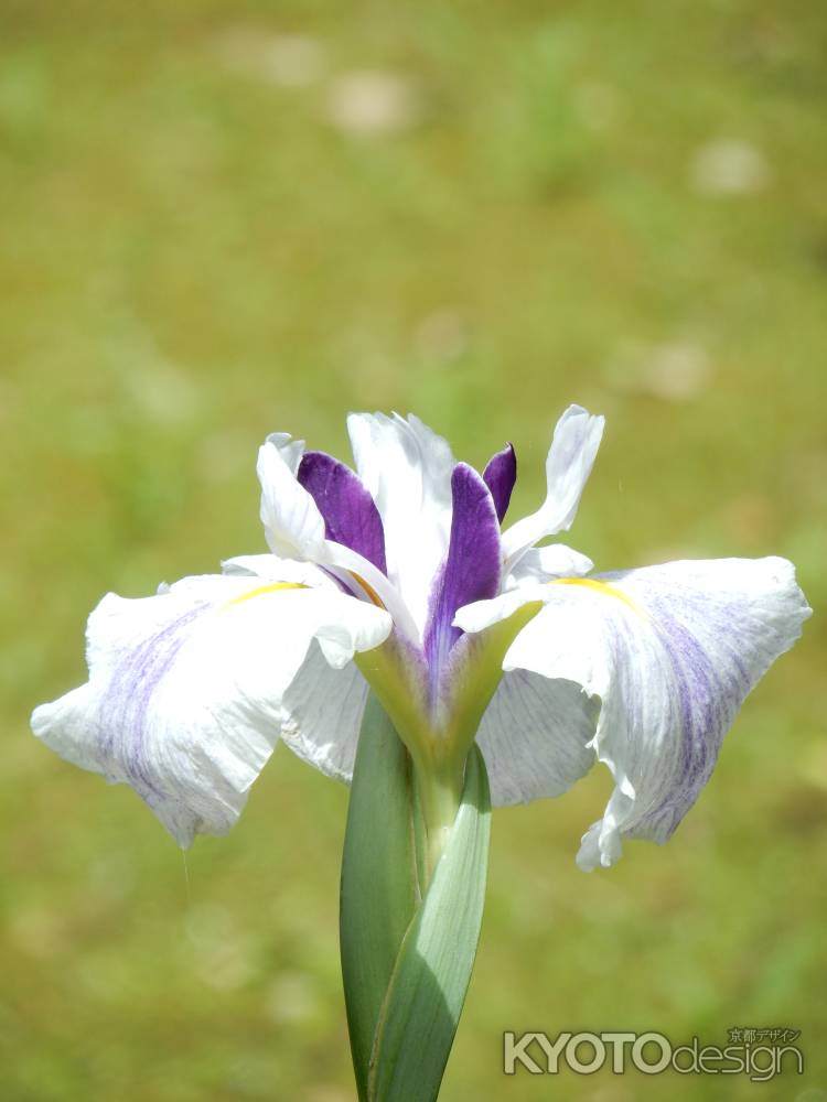 上賀茂（渉渓園）の花菖蒲