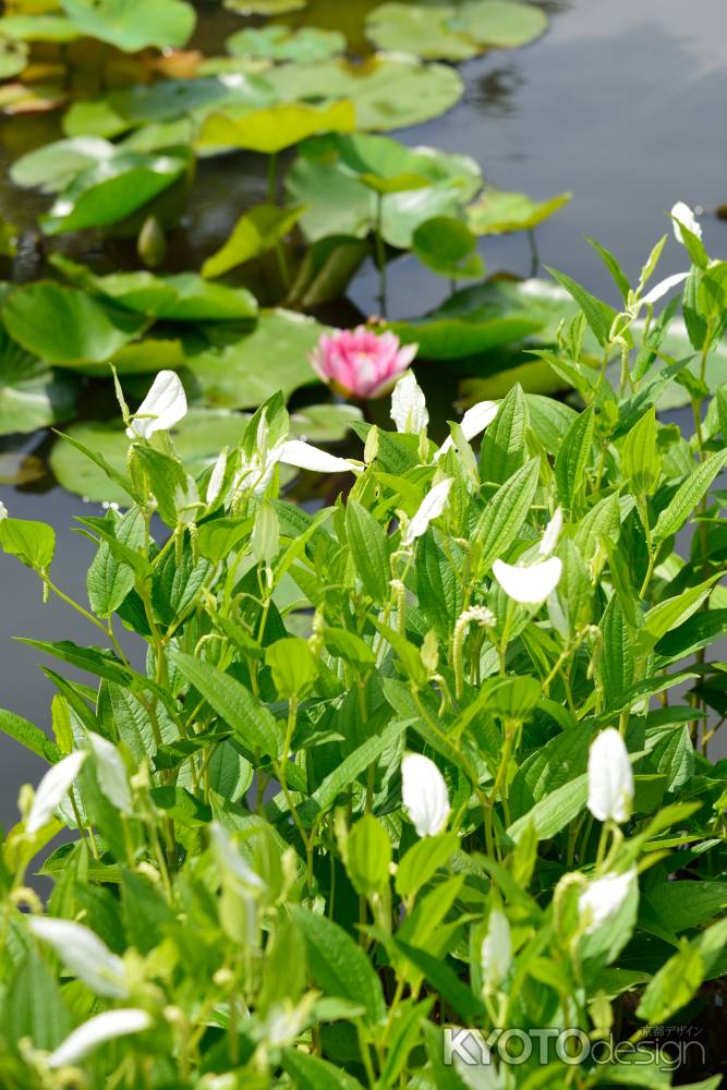 勧修寺の半夏生と睡蓮