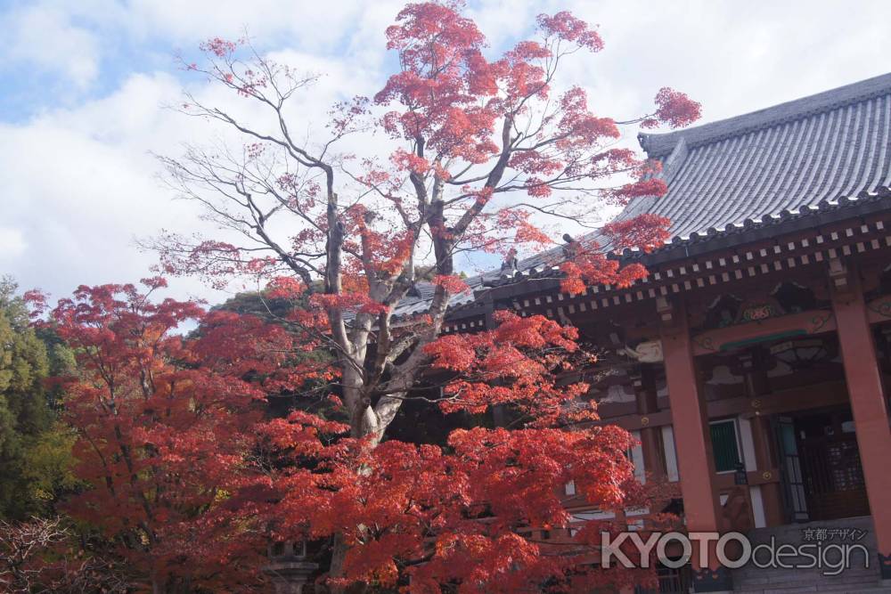 京都市の紅葉（智積院）