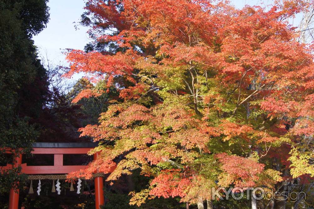 京都市の紅葉（大田神社）