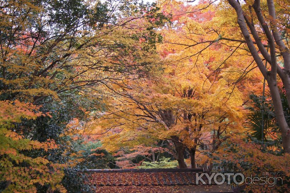 京都市の紅葉（山科疏水付近）