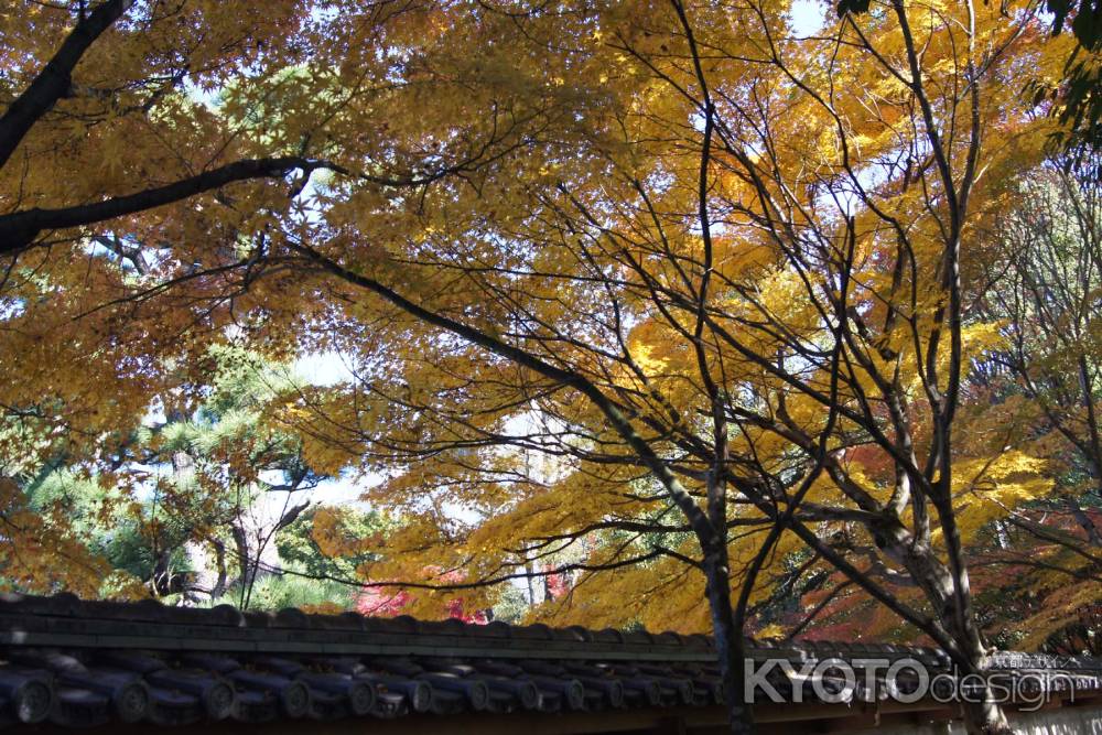 京都市の紅葉（廬山寺）