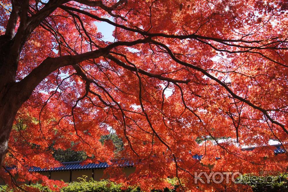 京都市の紅葉（京都御苑）