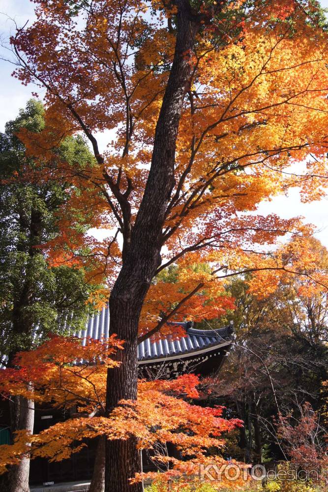 京都市の紅葉（仁和寺）