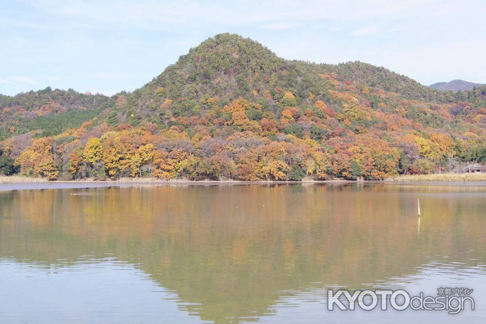 京都市の紅葉（広沢池）