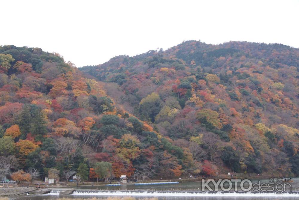 京都市の紅葉（嵐山）