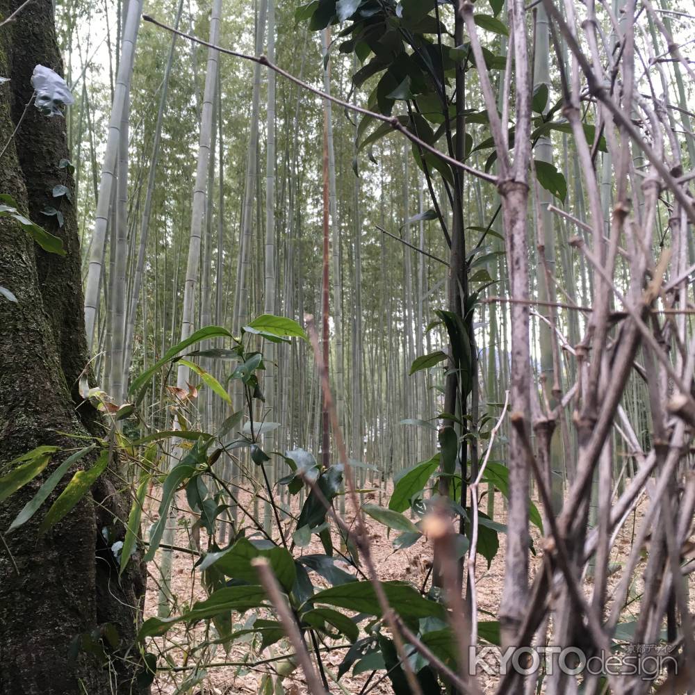 京都冬の竹林