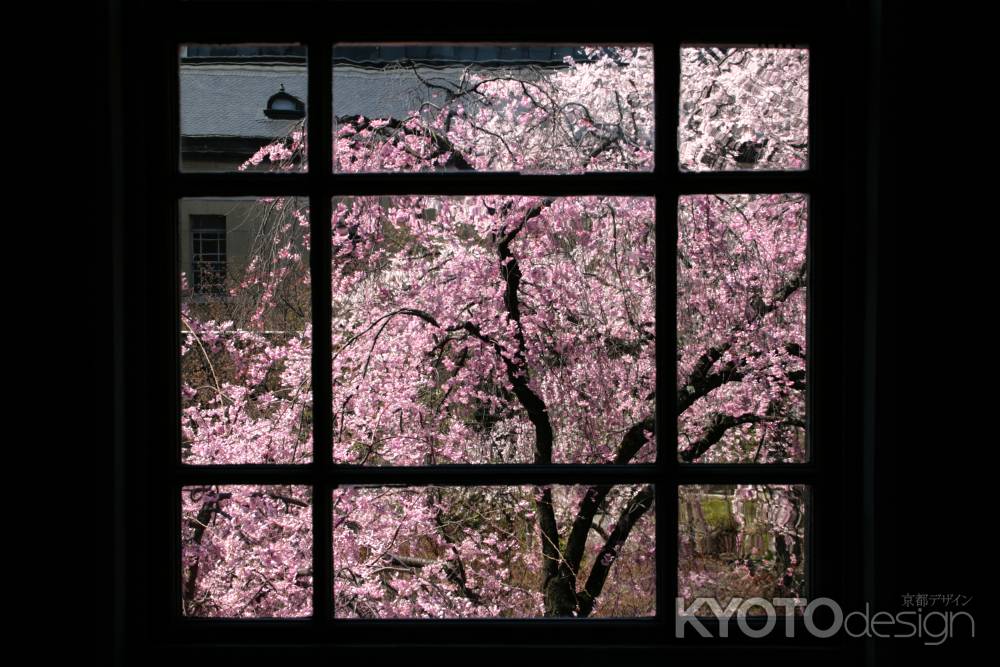 京都府庁の桜
