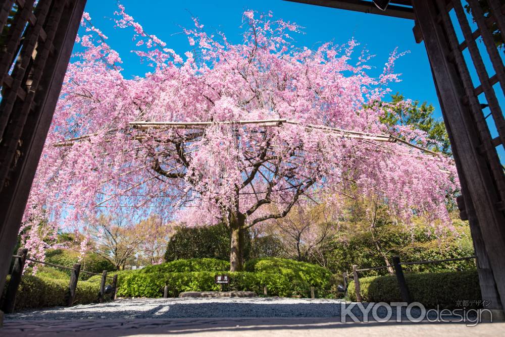 退蔵院枝垂れ桜