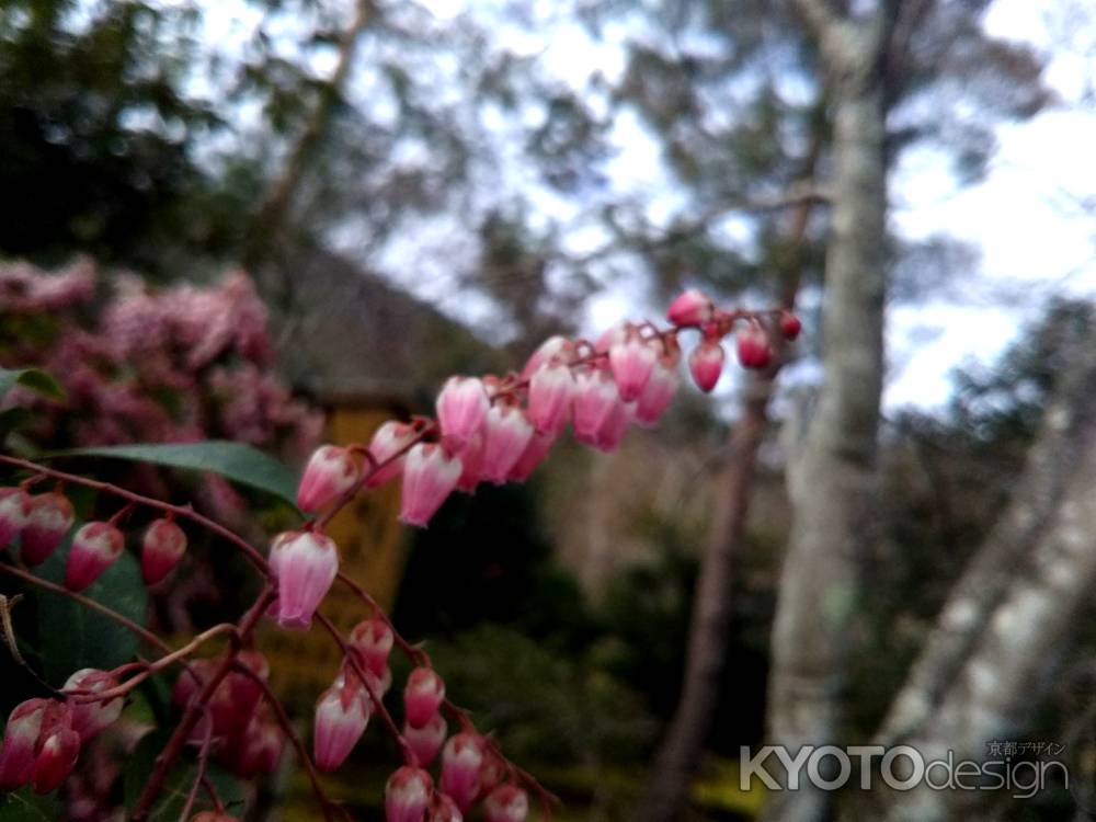 天龍寺の曙馬酔木