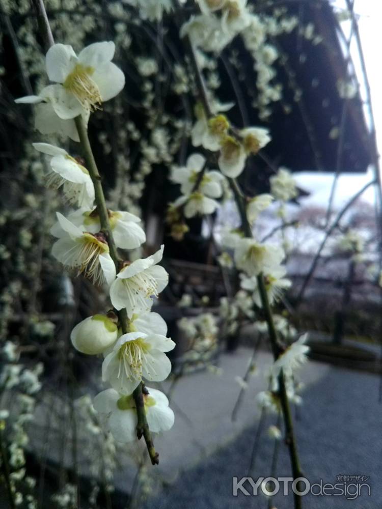 天龍寺の枝垂れ梅