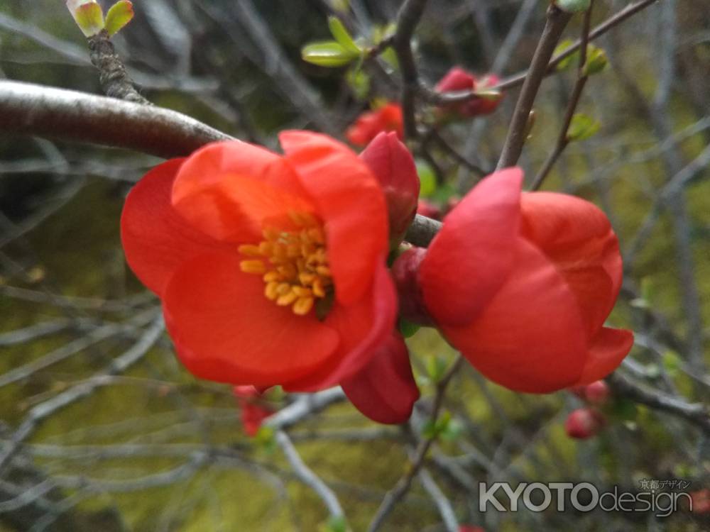 天龍寺の木瓜の花