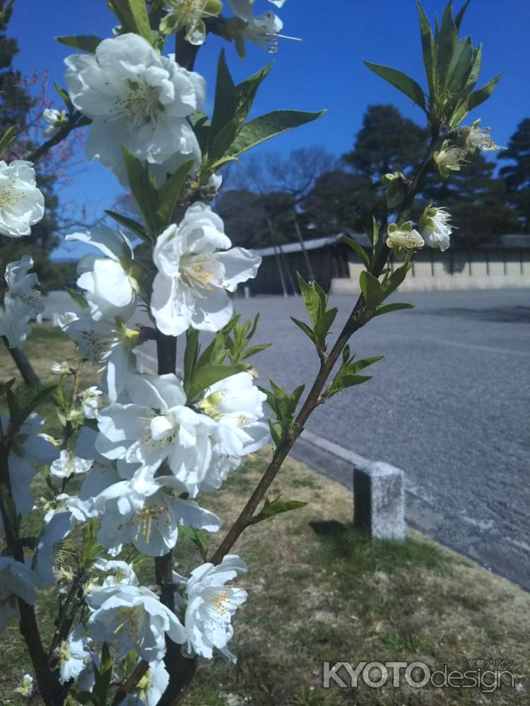 桃の花 御苑にて