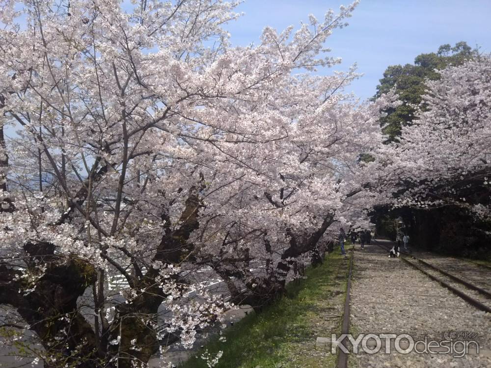 蹴上インクライン 春満開