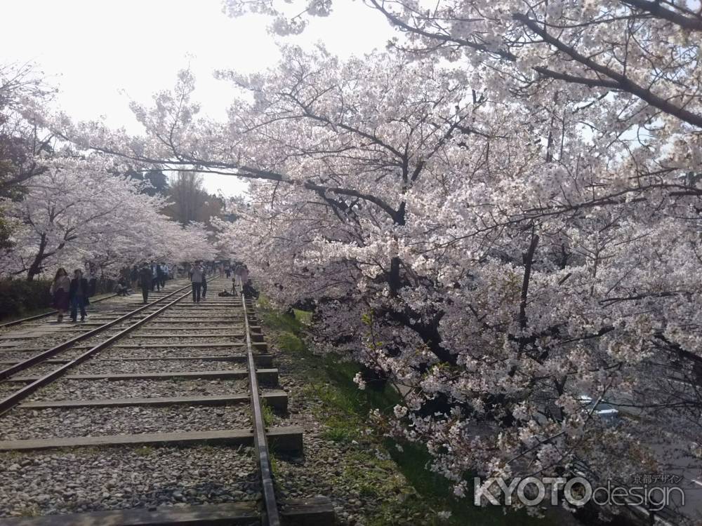 蹴上インクライン 桜並木
