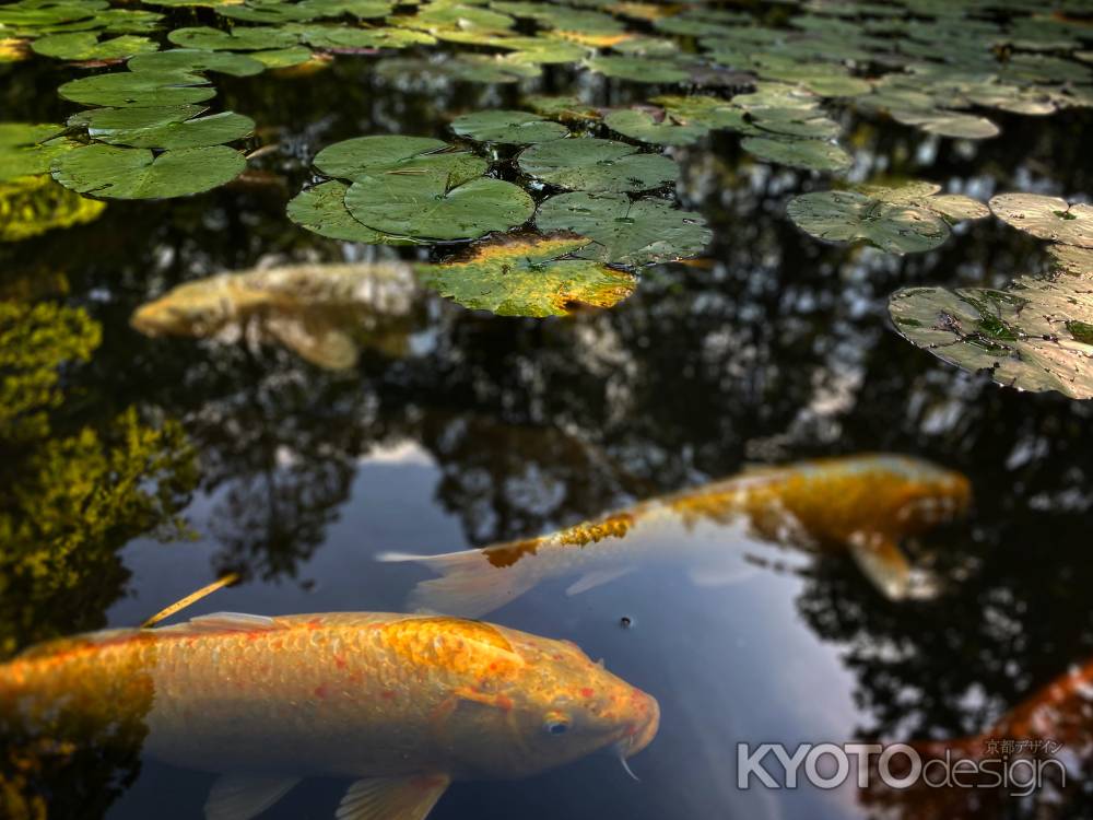 2019 天授庵の鯉