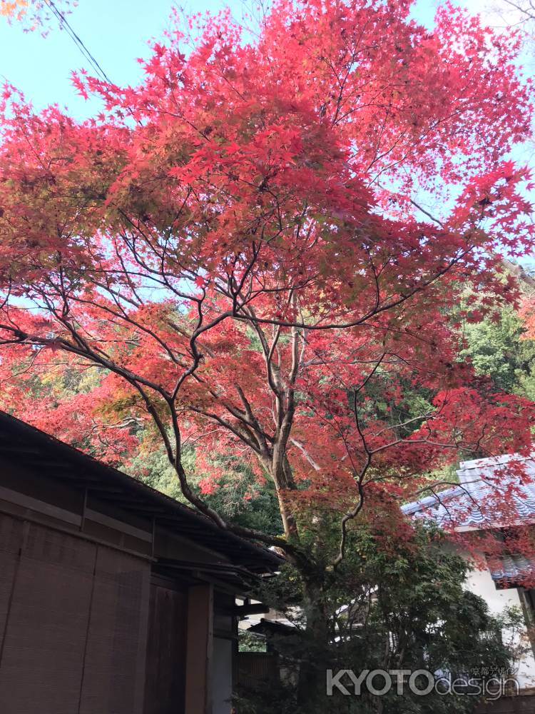2018 紅葉の蓮華寺