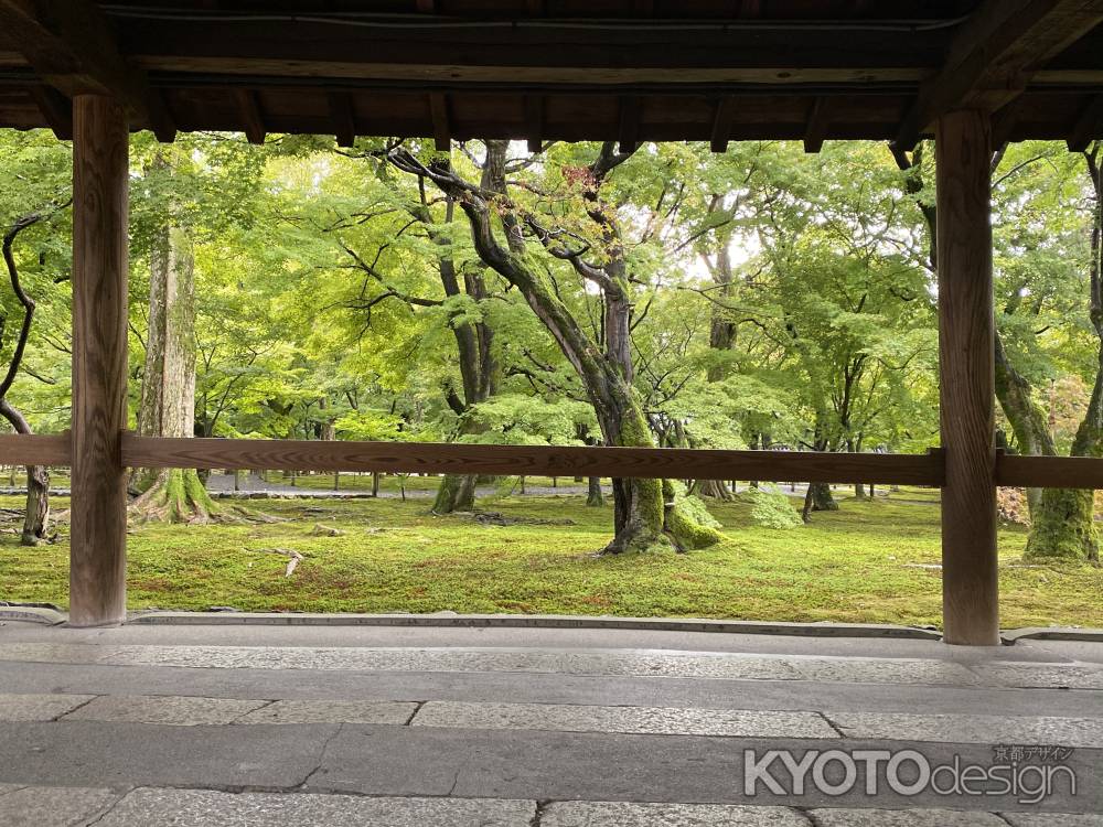 2019 東福寺の青もみじ