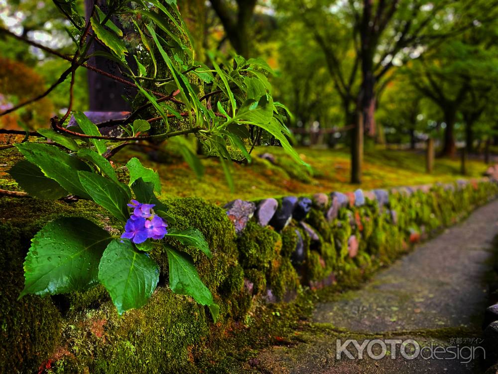 2019 東福寺の花