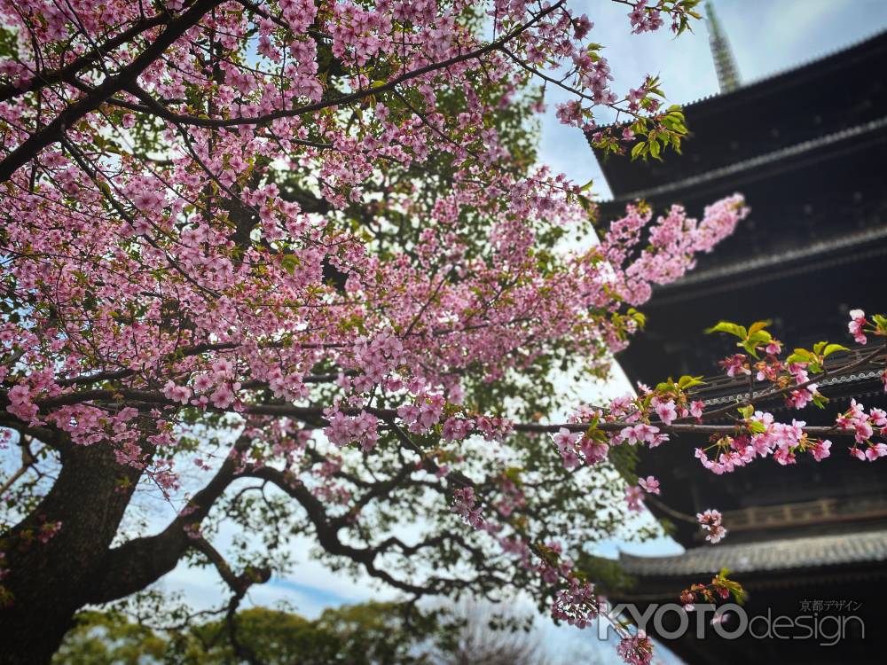 東寺　河津桜