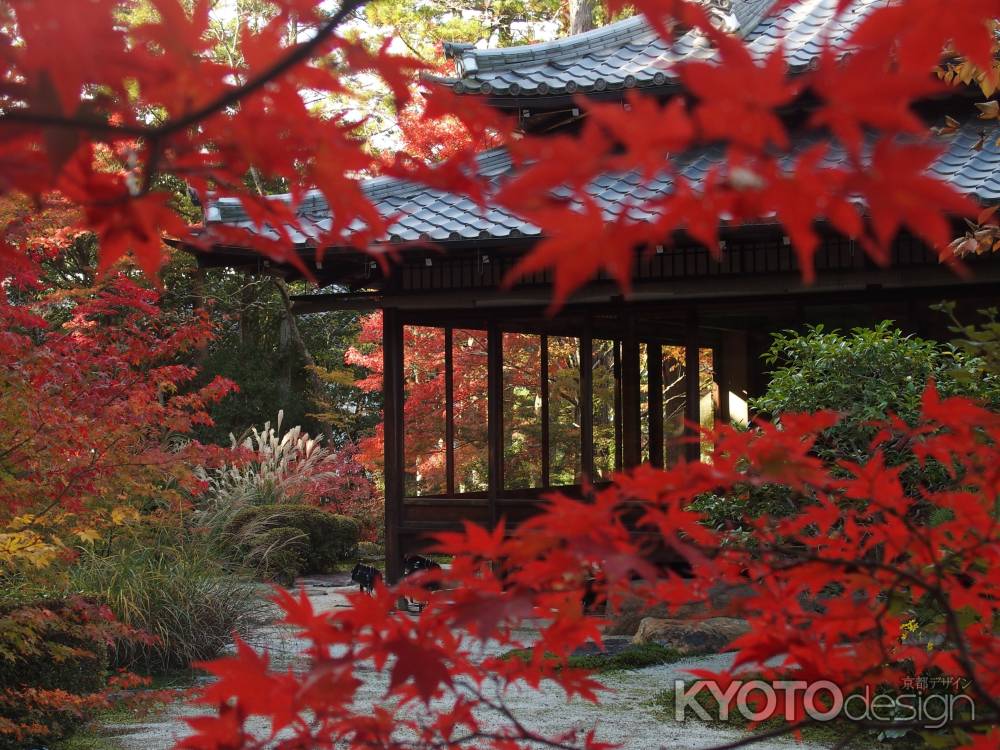 2019　盛秋　天授庵　14