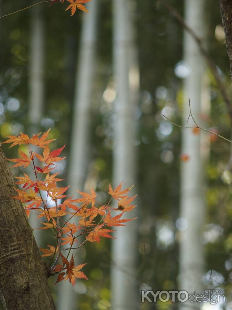 2019　盛秋　竹の寺　地蔵院　6